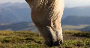 cheval blond gazon